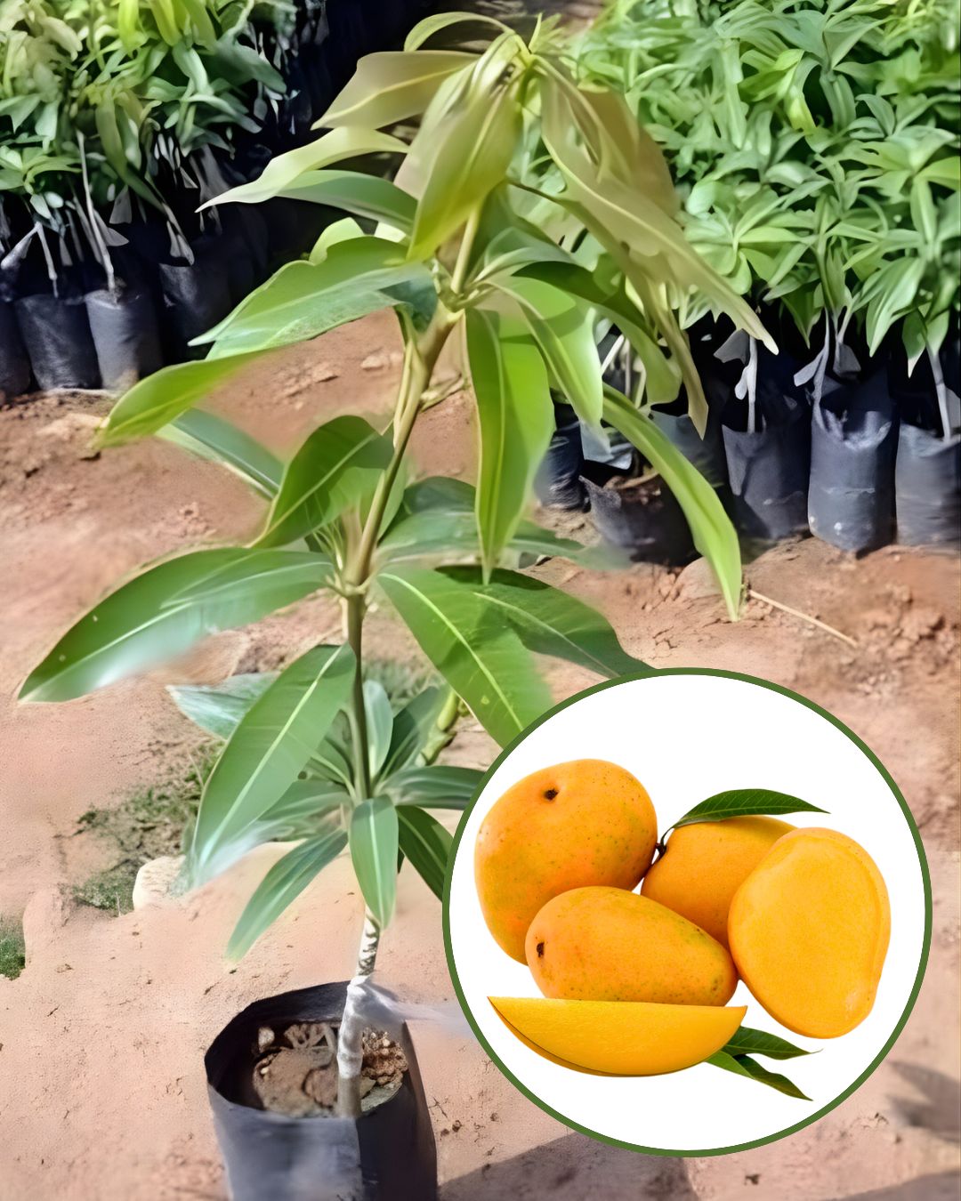 Himsagar (Himasagar) Mango Plant Fruit Plant Grafted (Height 1.5 Feet – 2 Feet)