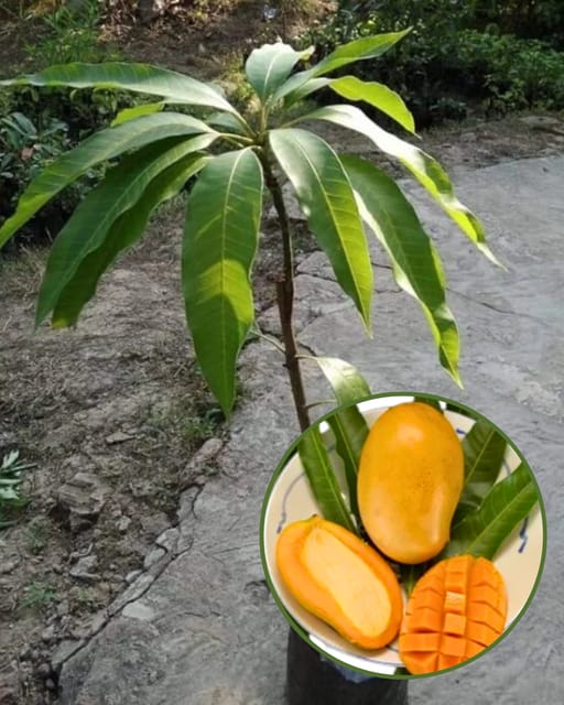 Mallika Mango PlantFruit PlantGrafted (Height 2 Feet)