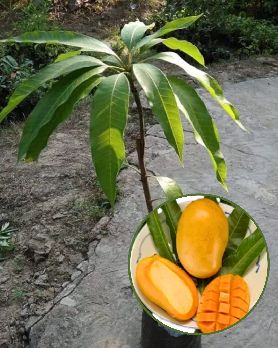 Mallika Mango PlantFruit PlantGrafted (Height 2 Feet)
