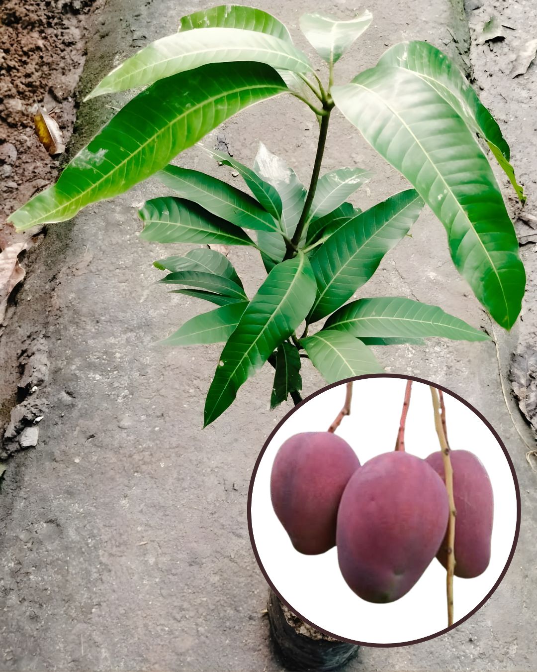 BARI-13 Mango Plant Fruit Plant Grafted (Height 1.5 Feet – 2 Feet)