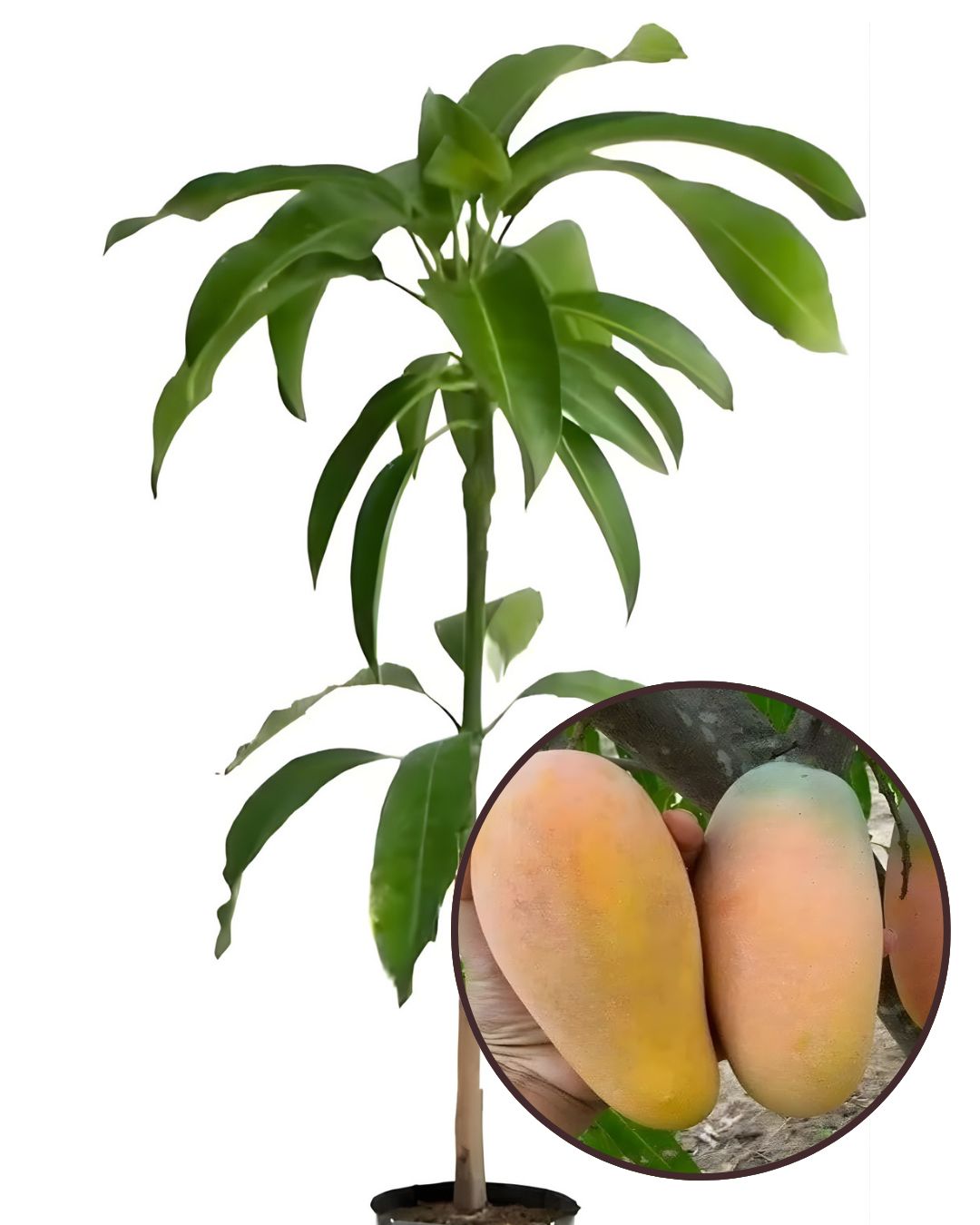 BARI-11 Mango Plant Fruit Plant Grafted (Height 1.5 Feet – 2 Feet)
