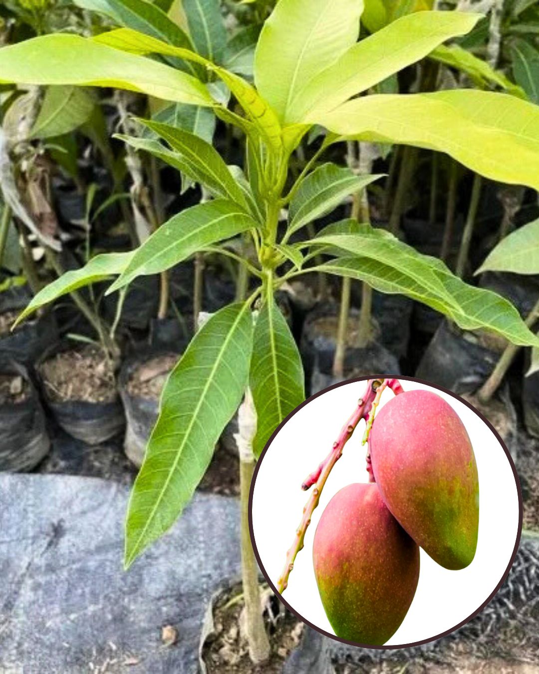 Sindhu Mango Plant Fruit Plant Grafted (Height 1.5 Feet – 2 Feet)