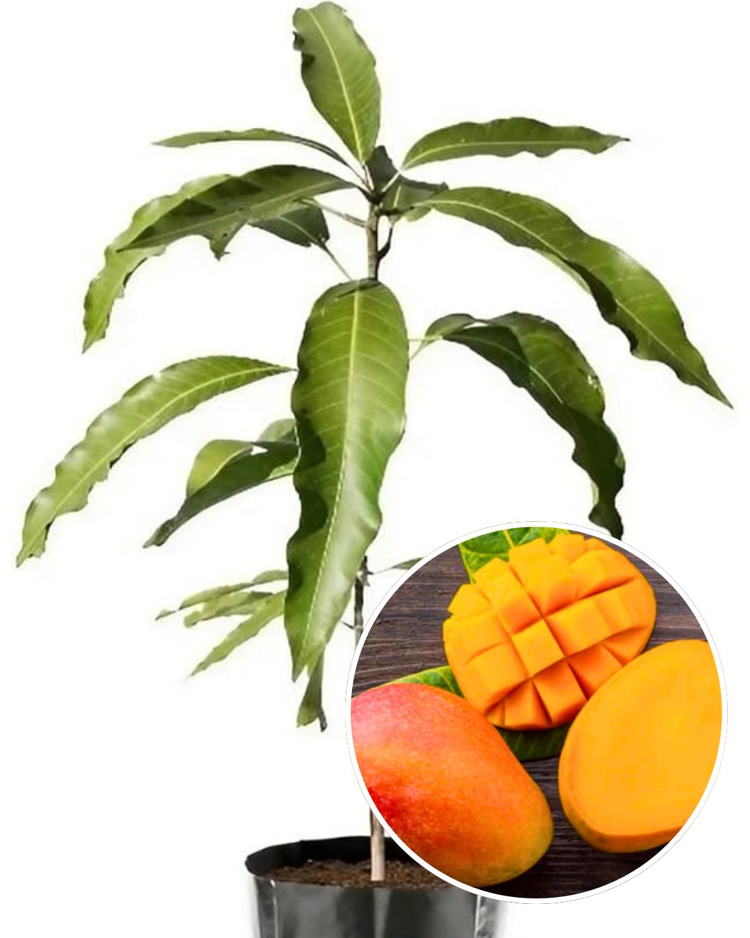 Seedless Mango Plant Fruit Plant Grafted (Height 2 Feet)