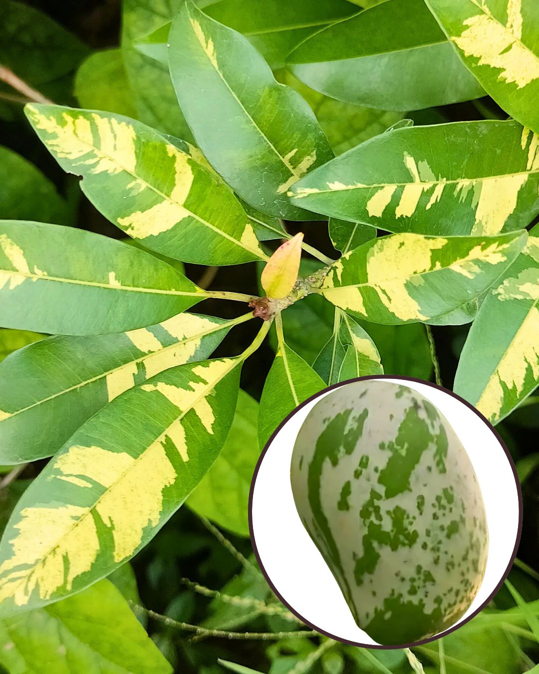 Variegated Mango Plant Fruit Plant Grafted (Height 1 Feet)
