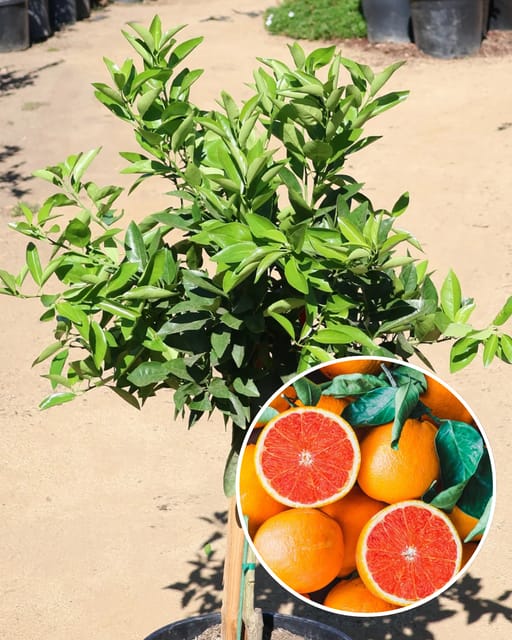 Cara Cara Orange Plant - Imported Premium Variety | Sweet Pink-Flesh Oranges | High Yield | Fast Growing | Ideal for Pots & Gardens