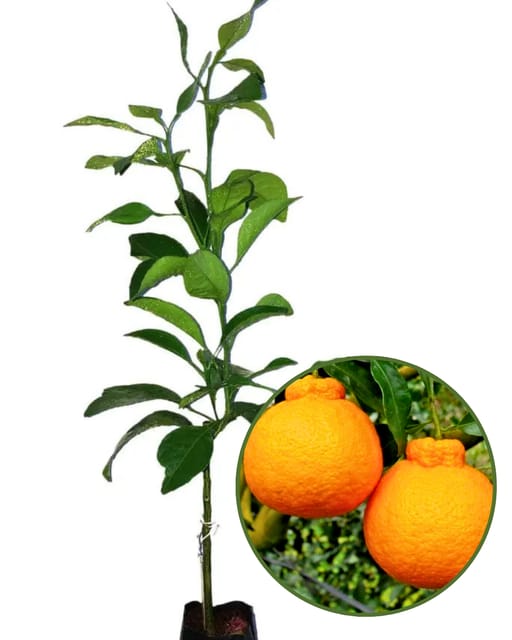Dekopon Orange Plant - Imported Premium Seedless Variety | Extra Sweet Juicy Fruits | High Yield | Fast Growing | Ideal for Pots & Gardens