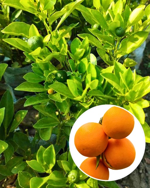 Chataki Orange Plant Fruit Plant Grafted (Height 1 Feet)