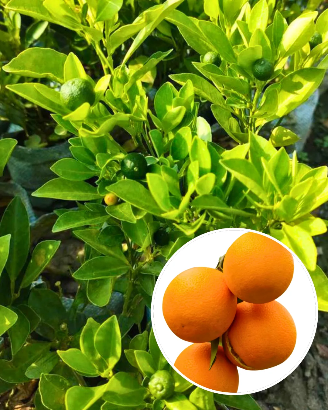 Chataki Orange Plant Fruit Plant Grafted (Height 1 Feet)