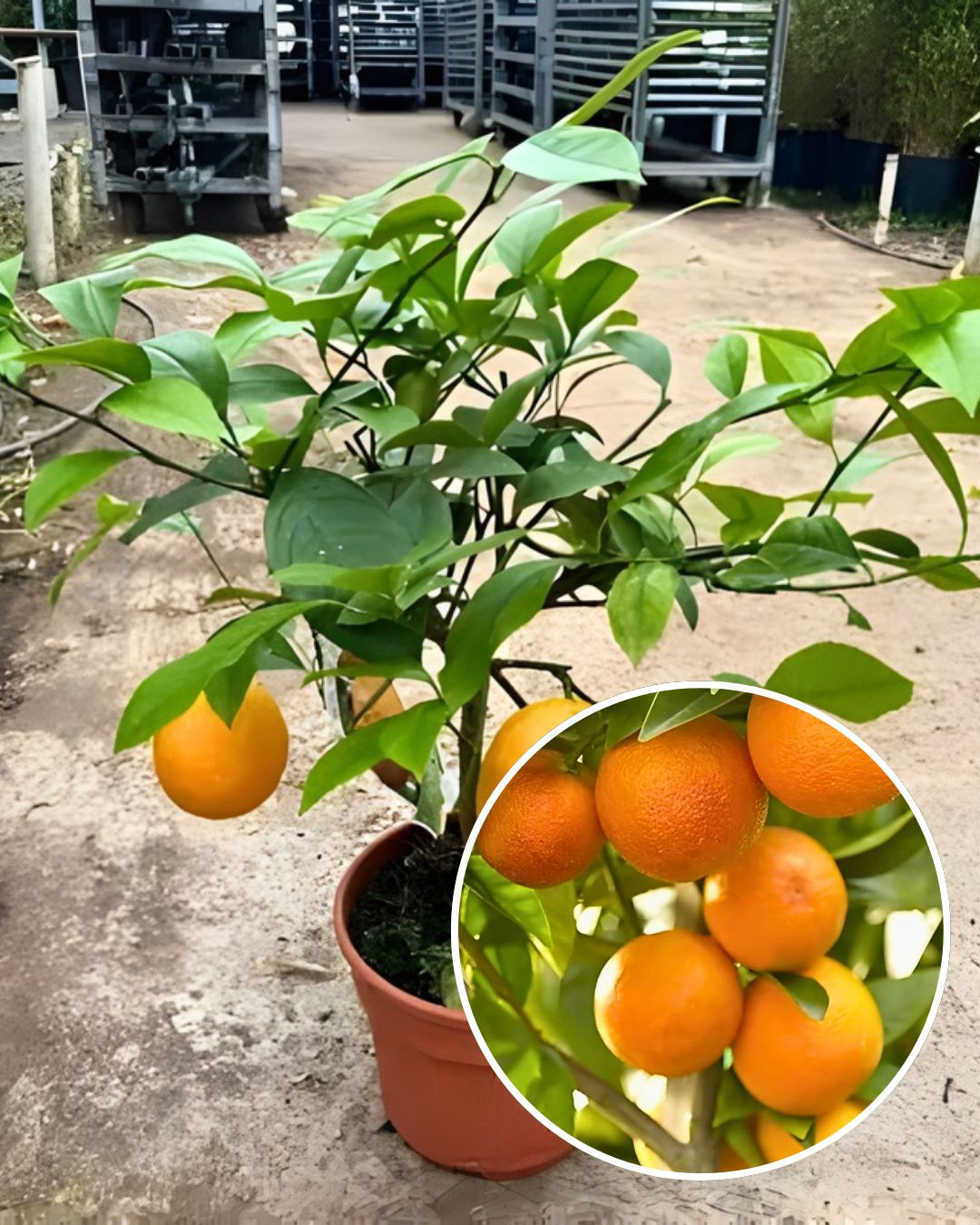 Ram Rangan Orange Plant - Premium High-Yield Variety | Sweet Juicy Aromatic Fruits | Fast Growing | Ideal for Pots & Gardens