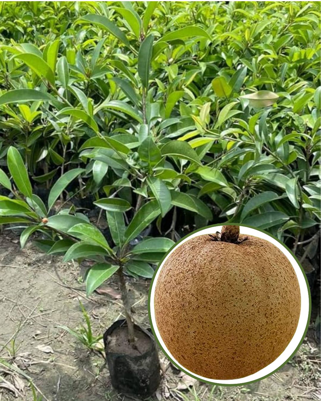 Cricket Ball Chiku Plant Fruit Plant Grafted (Height 1– 1.5 Feet)