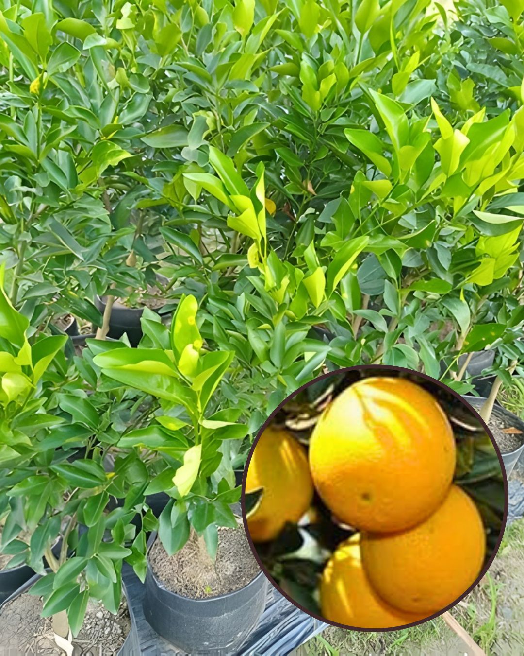 Punjabi Mosambi Plant (Yellow Variety) - Premium High-Yield Sweet Lime | Sweet Juicy Fruits | Fast Growing | Ideal for Pots & Gardens