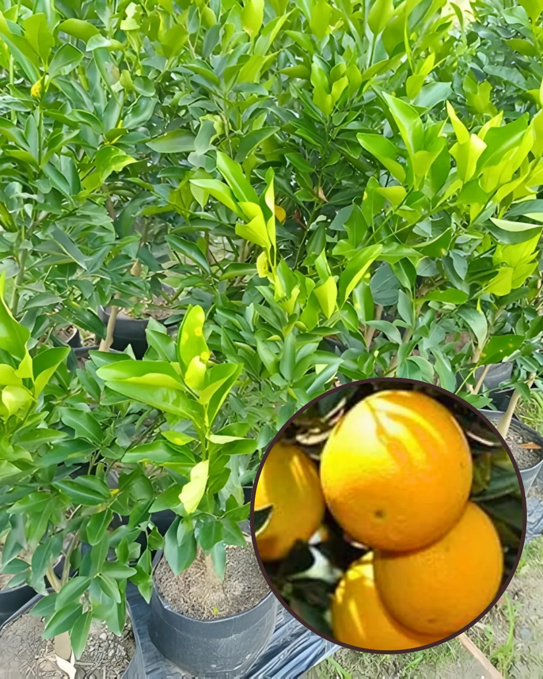 Punjabi Mosambi Plant (Yellow Variety)Fruit Plant Grafted (Height 1 – 1.5 Feet)