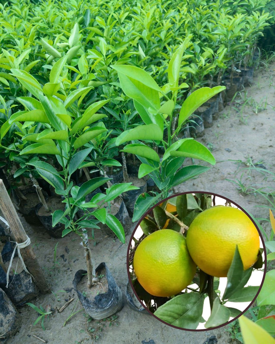 Vietnam Mosambi Plant - Imported Premium Sweet Lime Variety | Extra Sweet Juicy Fruits | High Yield | Fast Growing | Ideal for Pots & Gardens