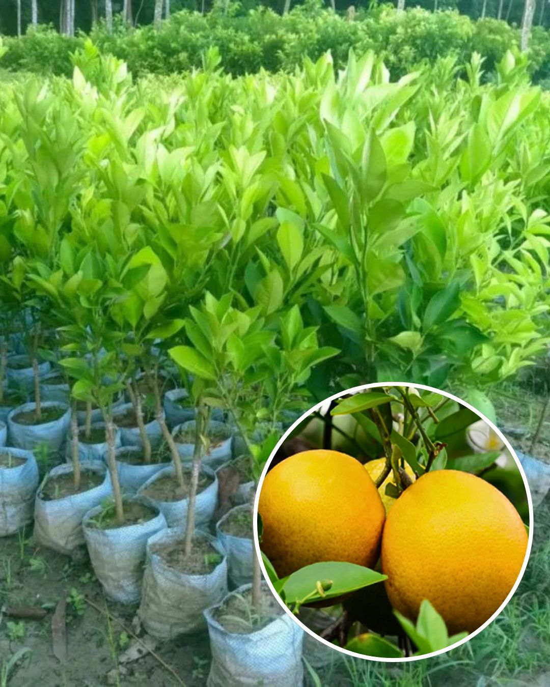 Vietnam Malta Plant Fruit Plant Grafted (Height 1 Feet)