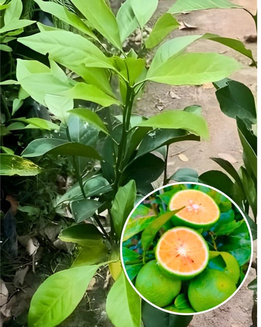 Sikkim Malta Plant - Premium High-Yield Himalayan Variety | Sweet Tangy Juicy Fruits | Fast Growing | Ideal for Pots & Gardens