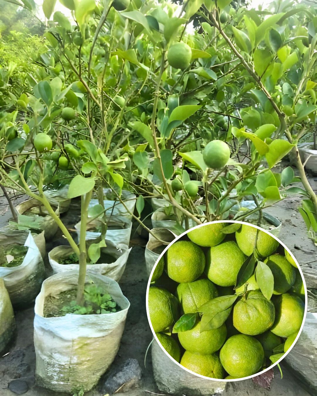 Pakistani Patti Nimbu Plant Fruit Plant Grafted (Height 1 Feet)