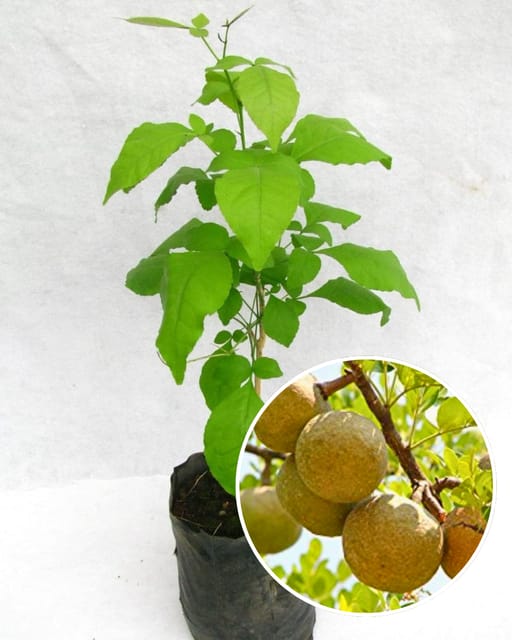 Thai Bael Plant - Imported Premium Variety | Large Sweet Pulp Fruits | High Yield | Fast Growing | Ideal for Pots & Gardens Thai Bael Plant - Imported Premium Variety | Large Sweet Pulp Fruits | High Yield | Fast Growing | Ideal for Pots & Gardens