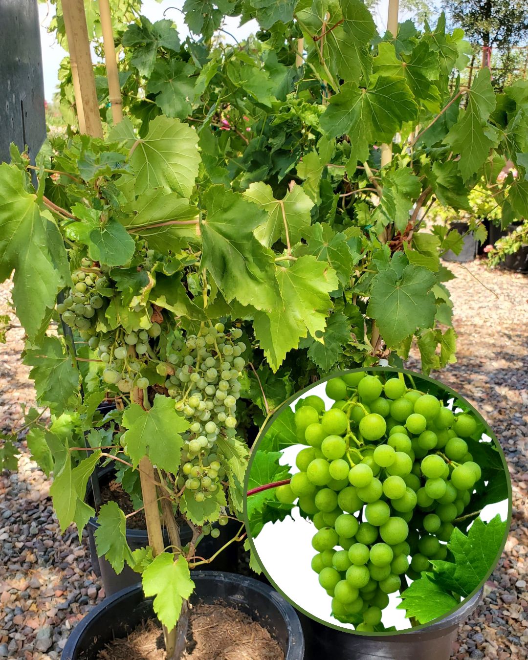 Green Flame Seedless Grapes Plant Fruit Plant Grafted (Height 1 Feet)