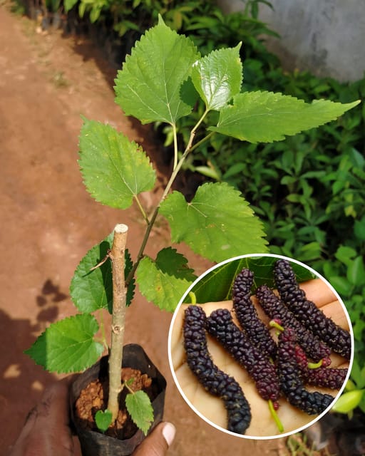 Mulberry Plant (Long Variety)Fruit Plant Grafted (Height 1 Feet)