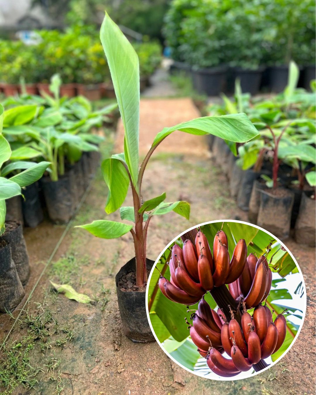 Red Banana Plant - Premium High-Yield Variety | Sweet Red-Skinned Bananas | Fast Growing | Ideal for Pots & Gardens