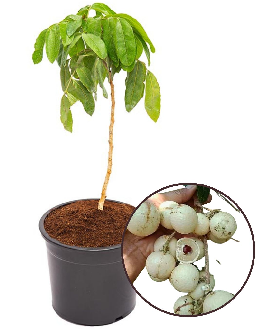 White Longan Plant Fruit Plant Grafted (Height 1.5 – 2 Feet)