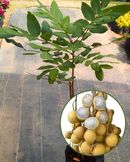 Ping Pong Longan Plant - Imported Premium Variety | Extra Large Sweet Longan Fruits | High Yield | Fast Growing | Ideal for Pots & Gardens