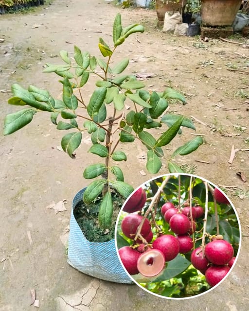 Ping Pong Pink Longan Plant - Imported Premium Variety | Extra Large Pink-Skinned Sweet Fruits | High Yield | Fast Growing | Ideal for Pots & Gardens