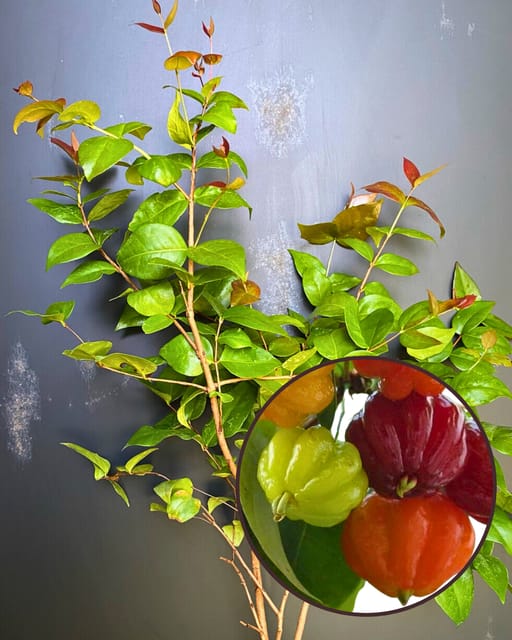 Red Surinam Cherry Plant - Premium High-Yield Variety | Sweet Aromatic Ribbed Fruits | Fast Growing | Ideal for Pots & Gardens