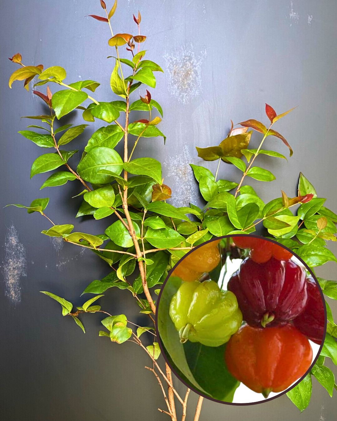 Red Surinam Cherry Plant - Premium High-Yield Variety | Sweet Aromatic Ribbed Fruits | Fast Growing | Ideal for Pots & Gardens