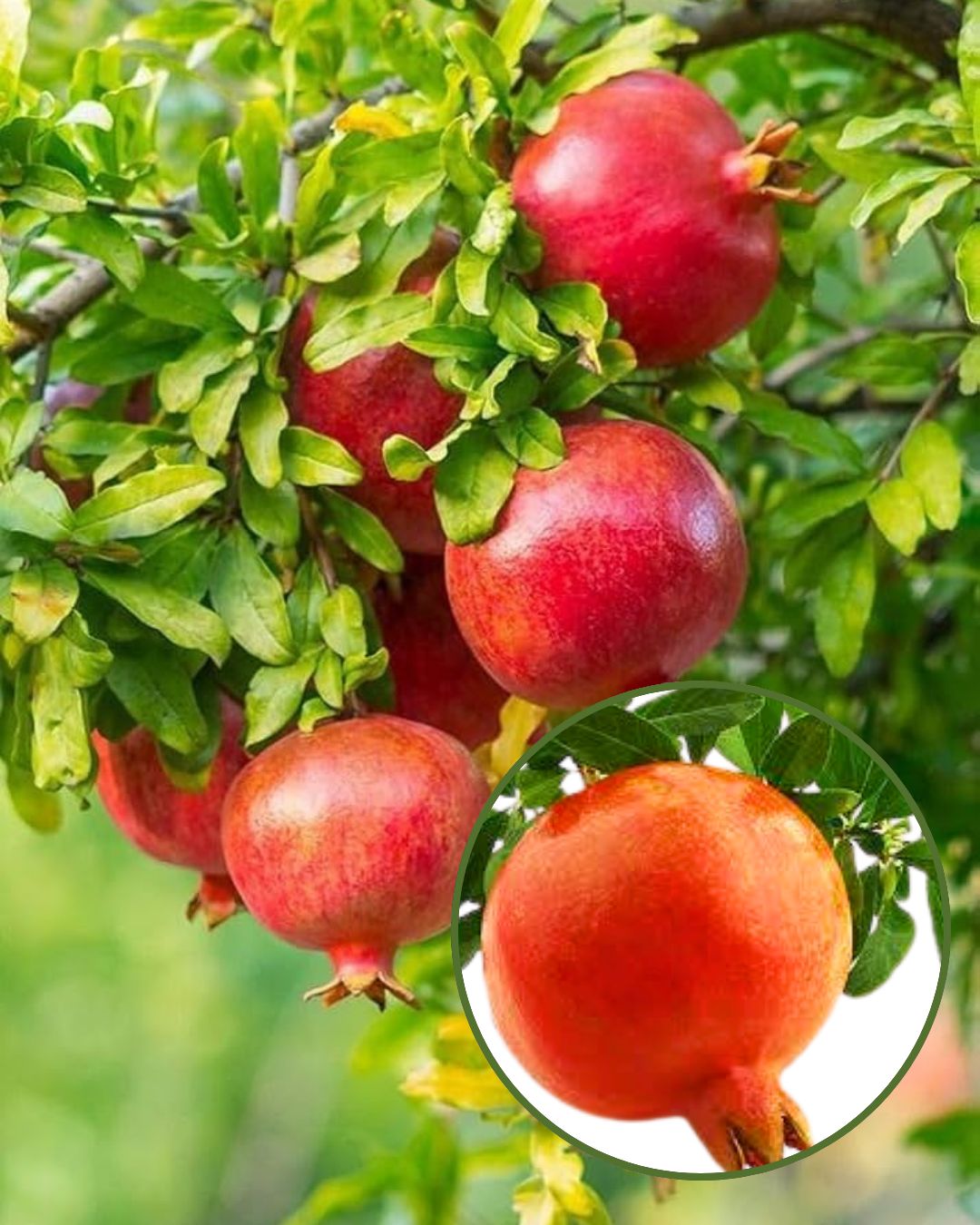 Ganesh Pomegranate Plant Fruit Plant Grafted (Height 1 Feet)