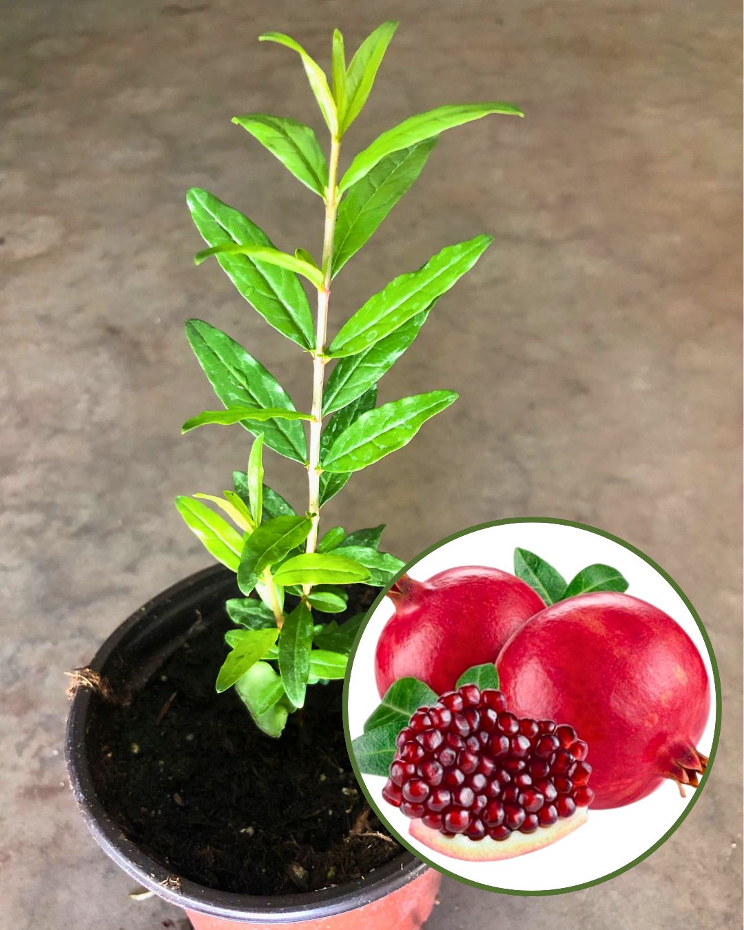 Nasik Sundari Pomegranate Plant Fruit Plant Grafted (Height 1 Feet)