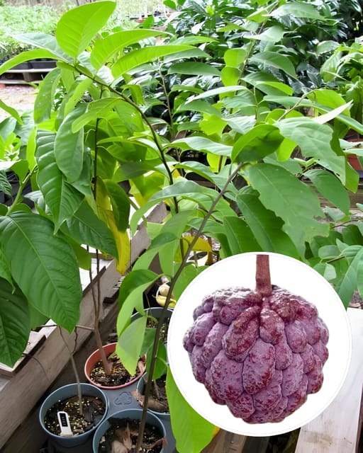 Red Custard Apple Plant Fruit Plant Grafted (Height 1 Feet)