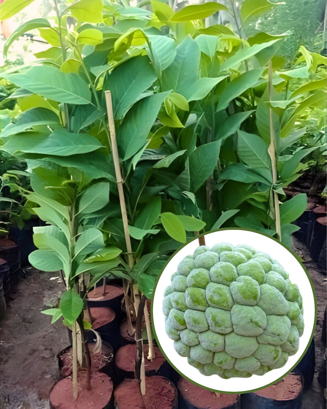 Green Custard Apple Plant Fruit Plant Grafted (Height 1 Feet)