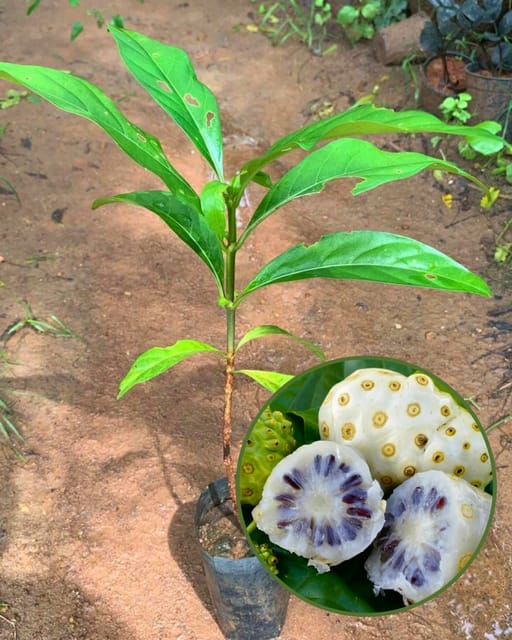 Morinda (Noni) Fruit Plant - Premium High-Yield Variety | Medicinal Superfruit | Fast Growing | Ideal for Pots & Gardens