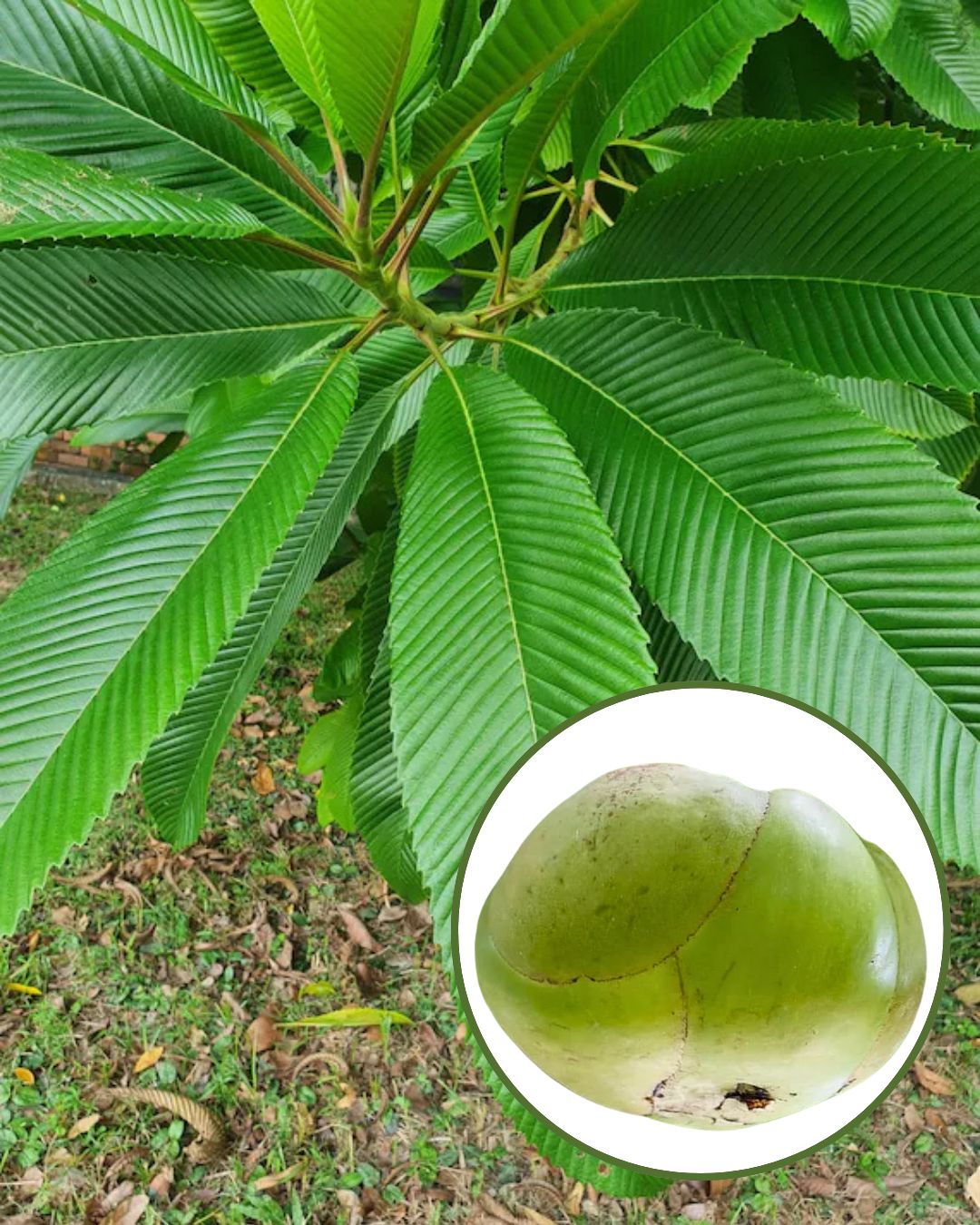 Elephant Apple (Chalta) Plant - Premium High-Yield Tropical Variety | Tangy Aromatic Fruits | Fast Growing | Ideal for Pots & Gardens
