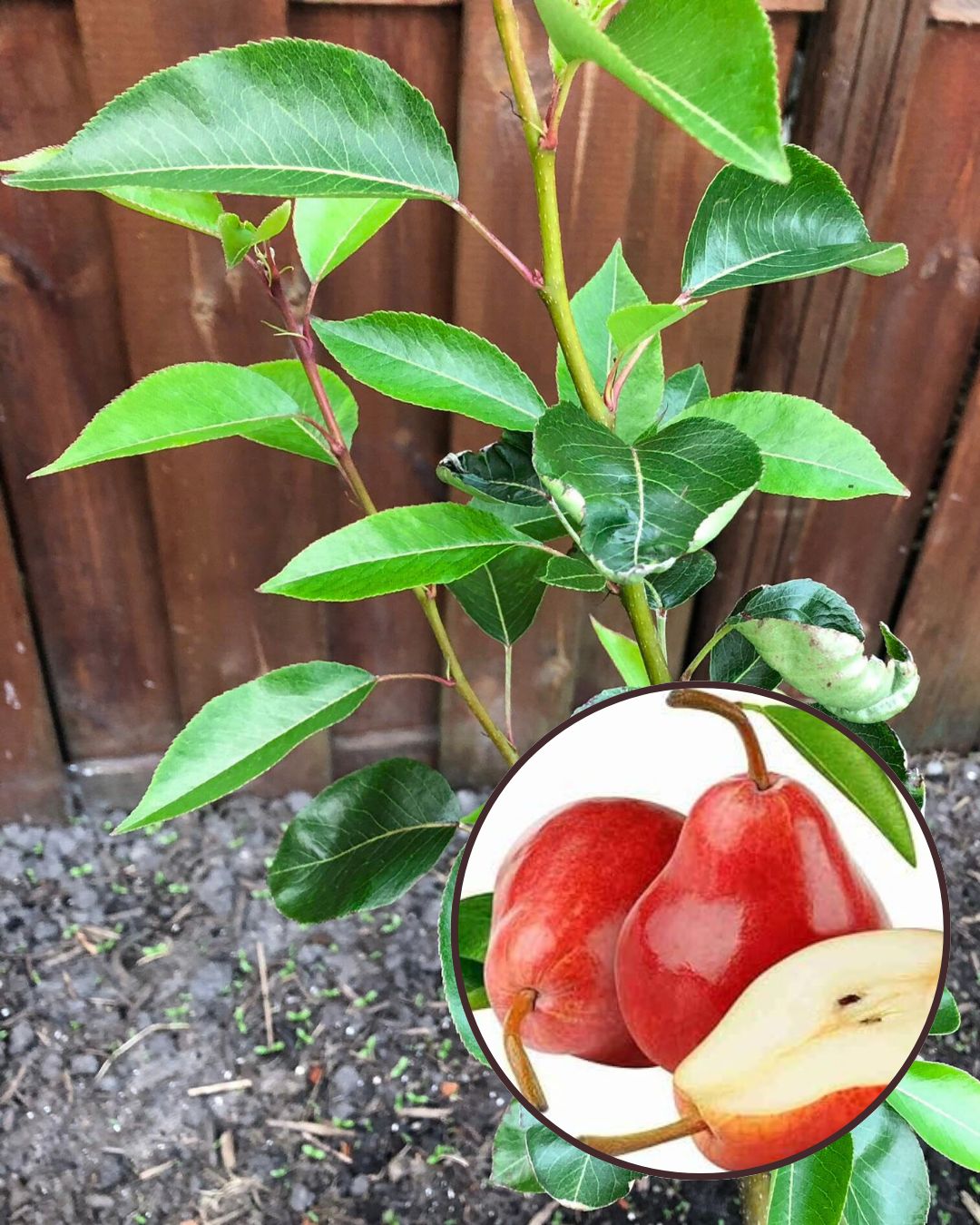 Babu Gosha Red Pear Plant Fruit Plant Grafted (Height 1.5 Feet)