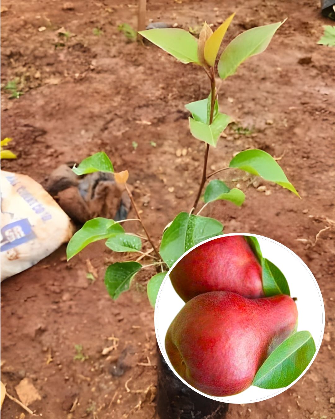 Red Pear Plant Fruit Plant Grafted (Height 1.5 Feet)