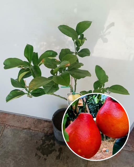 Red Pomelo (Batabi) Plant - Premium High-Yield Variety | Sweet Red-Pulp Citrus | Large Juicy Fruits | Ideal for Pots & Gardens