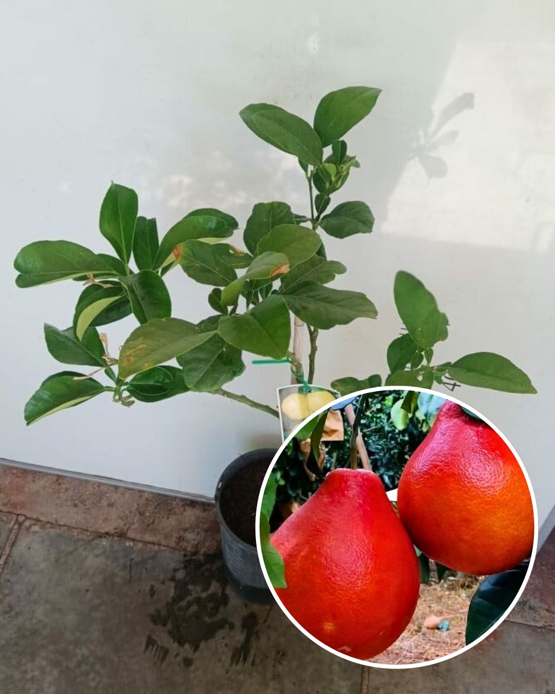 Red Pomelo (Batabi) Plant - Premium High-Yield Variety | Sweet Red-Pulp Citrus | Large Juicy Fruits | Ideal for Pots & Gardens