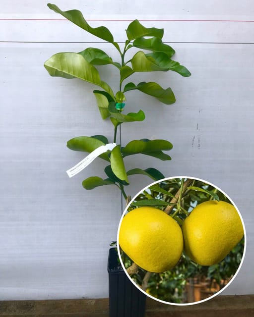 Assembly All Time Batabi Plant - Premium High-Yield Citrus Variety | Sweet Tangy Large Fruits | All-Season Performance | Ideal for Pots & Gardens