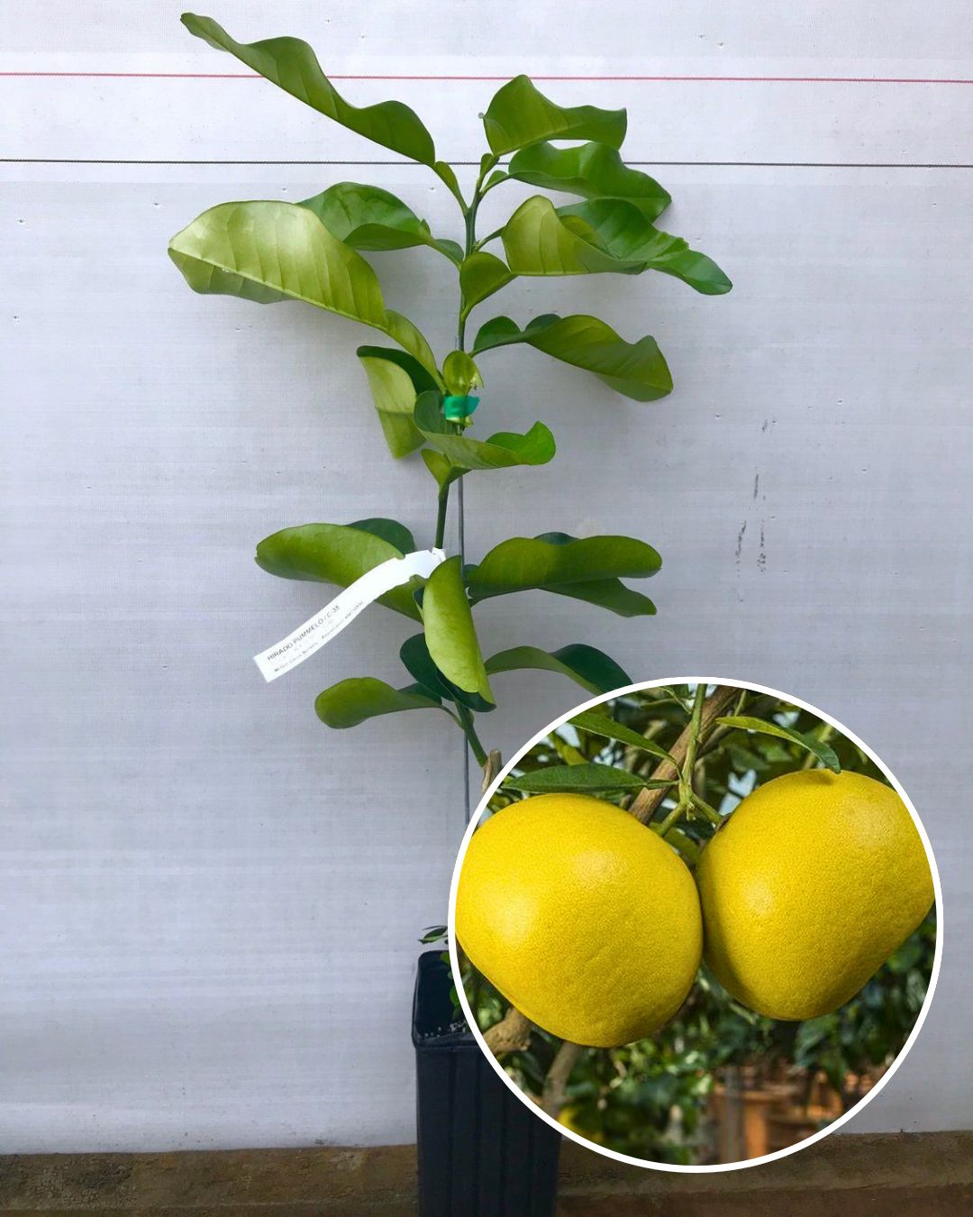 Assembly All Time Batabi Plant - Premium High-Yield Citrus Variety | Sweet Tangy Large Fruits | All-Season Performance | Ideal for Pots & Gardens