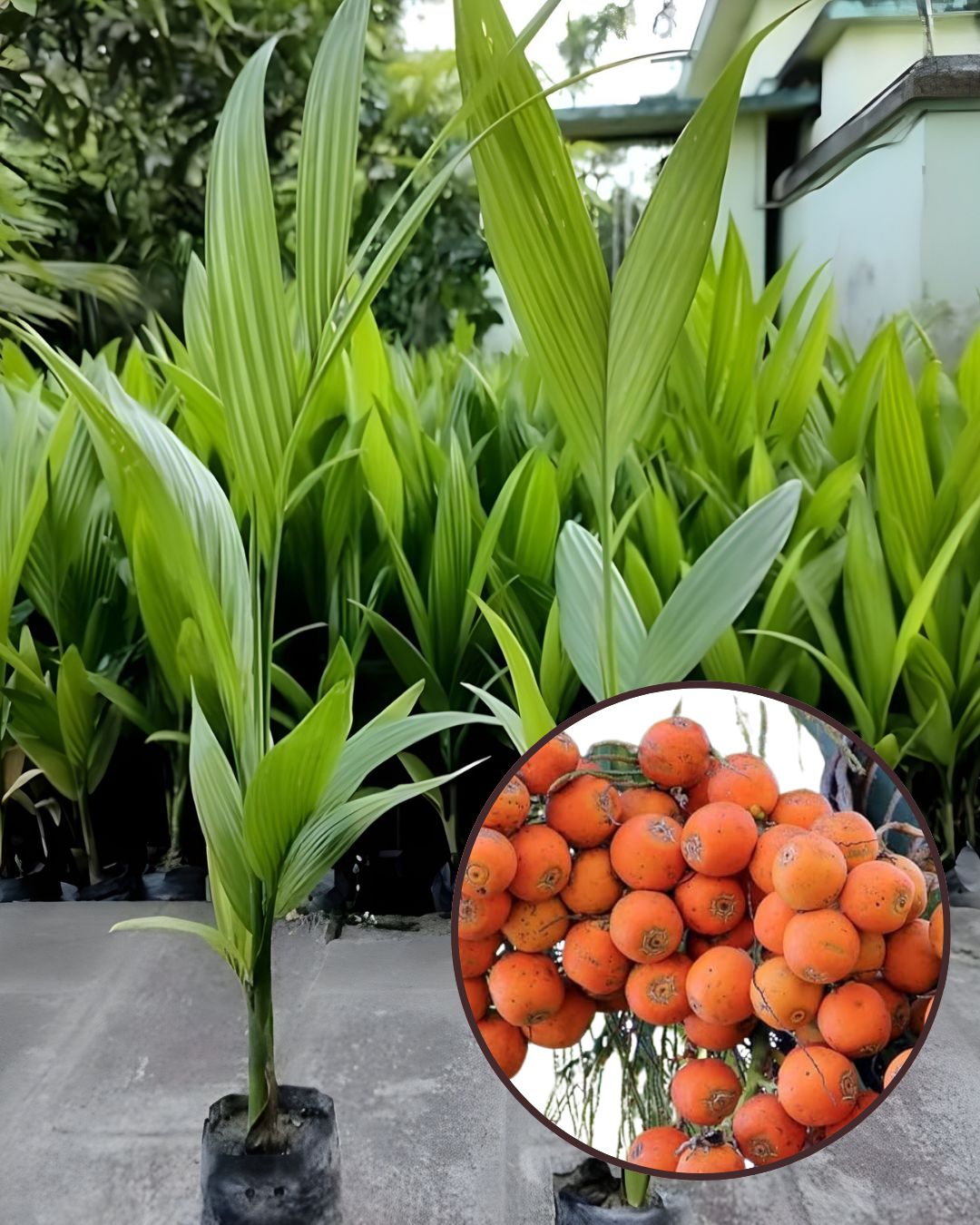 Betel Nut (Supari) Plant - Assam Premium Variety | 3-Year Early Fruiting | High Yield | Ideal for Pots & Gardens