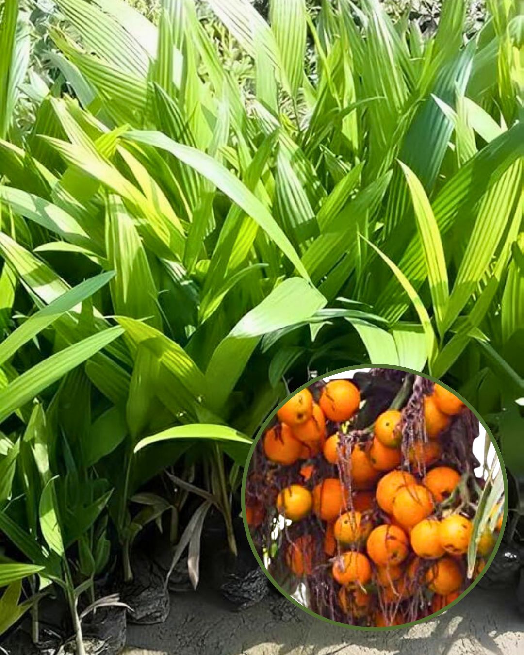 Inter Mangala Supari Plant Fruit Plant Grafted (Height 1 Feet)