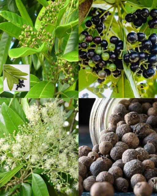 All Spice Plant - Premium Multi-Spice Variety | Fragrant Leaves & Aroma-Rich Growth | Fast Growing | Ideal for Pots & Kitchens