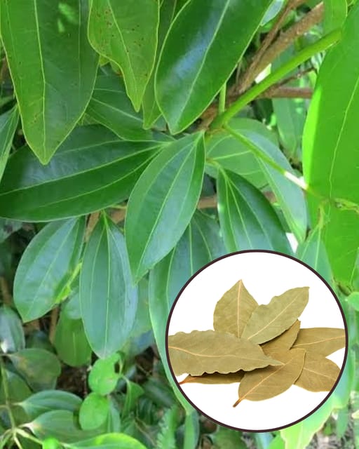 Tejpatta Plant - Premium Aromatic Spice Variety | Fragrant Bay Leaves | Fast Growing | Ideal for Pots & Kitchen Gardens