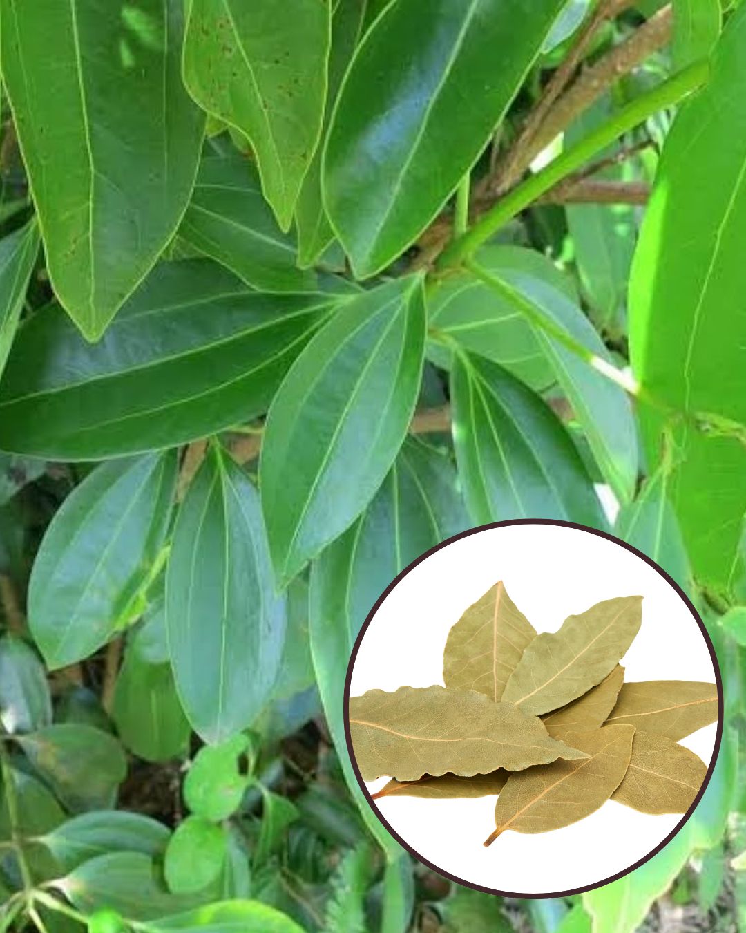 Tejpatta Plant - Premium Aromatic Spice Variety | Fragrant Bay Leaves | Fast Growing | Ideal for Pots & Kitchen Gardens