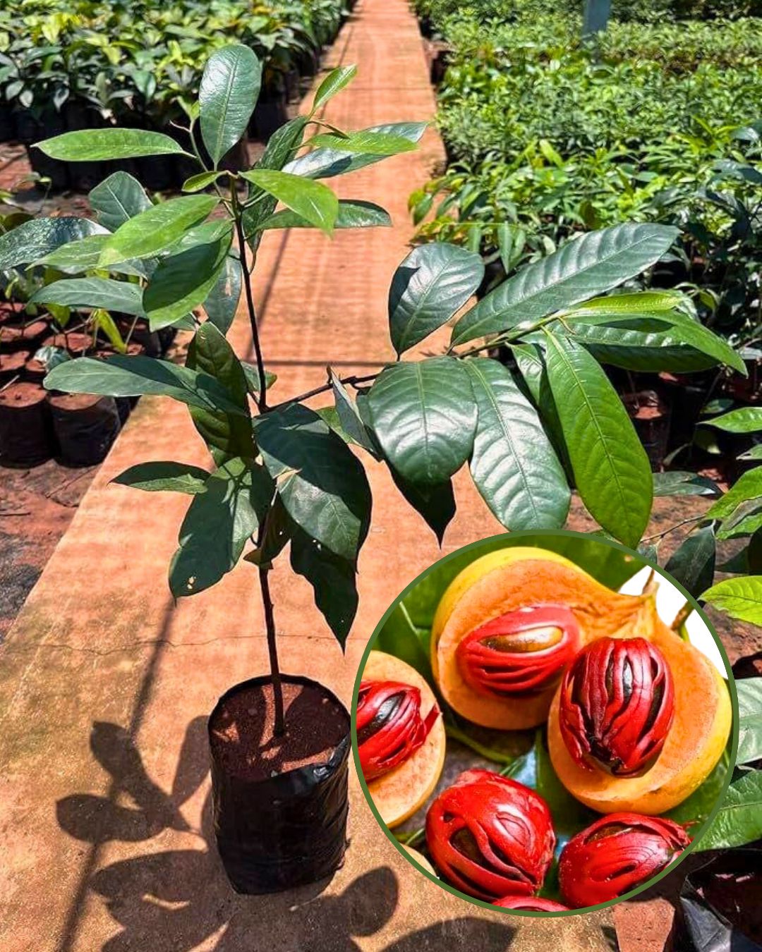 Jaiphal (Nutmeg) Plant - Premium Aromatic Spice Tree | Sweet Fragrant Nutmeg Seeds | Slow & Steady Growing | Ideal for Pots & Gardens