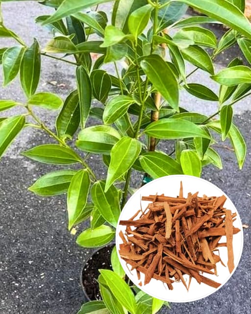Darchini (Cinnamon) Plant - Premium Aromatic Spice Tree | Fragrant Bark & Leaves | Fast Growing | Ideal for Pots & Kitchen Gardens