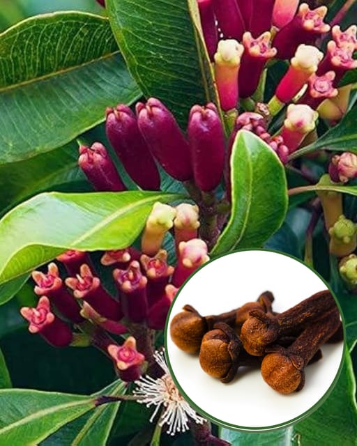 Clove (Lobongo) Plant - Premium Aromatic Spice Tree | Fragrant Flower Buds | Slow & Steady Growing | Ideal for Pots & Gardens