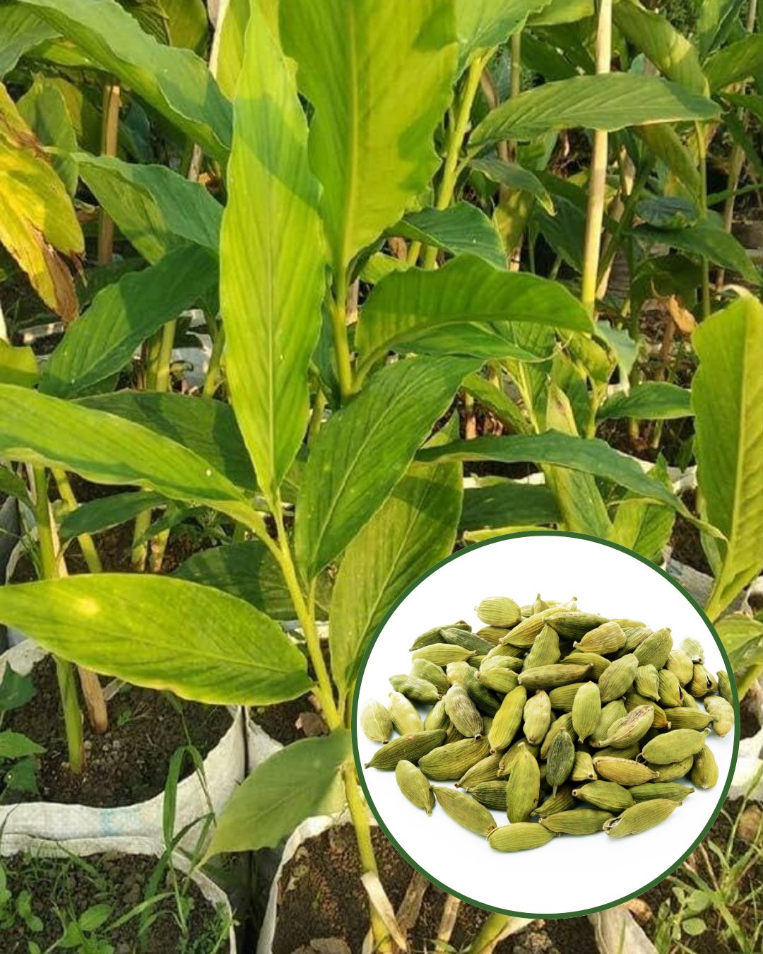 Elaichi (Cardamom) Plant Fruit Plant Grafted (Height 1 Feet)